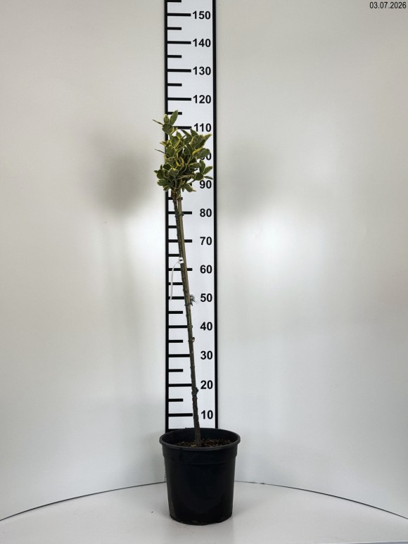 Euonymus japonicus 'Ovatus Aureus'