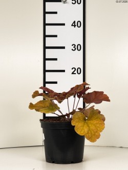 Heuchera NORTHERN EXPOSURE...