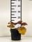 Heuchera NORTHERN EXPOSURE AMBER 'Tnheunea' PBR