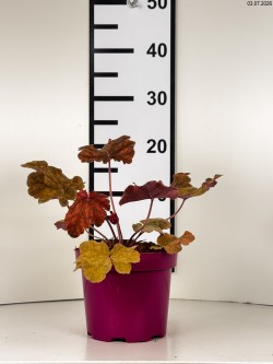 Heuchera 'World Caffe Arabica'