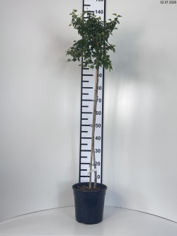 Betula pendula MAGICAL...