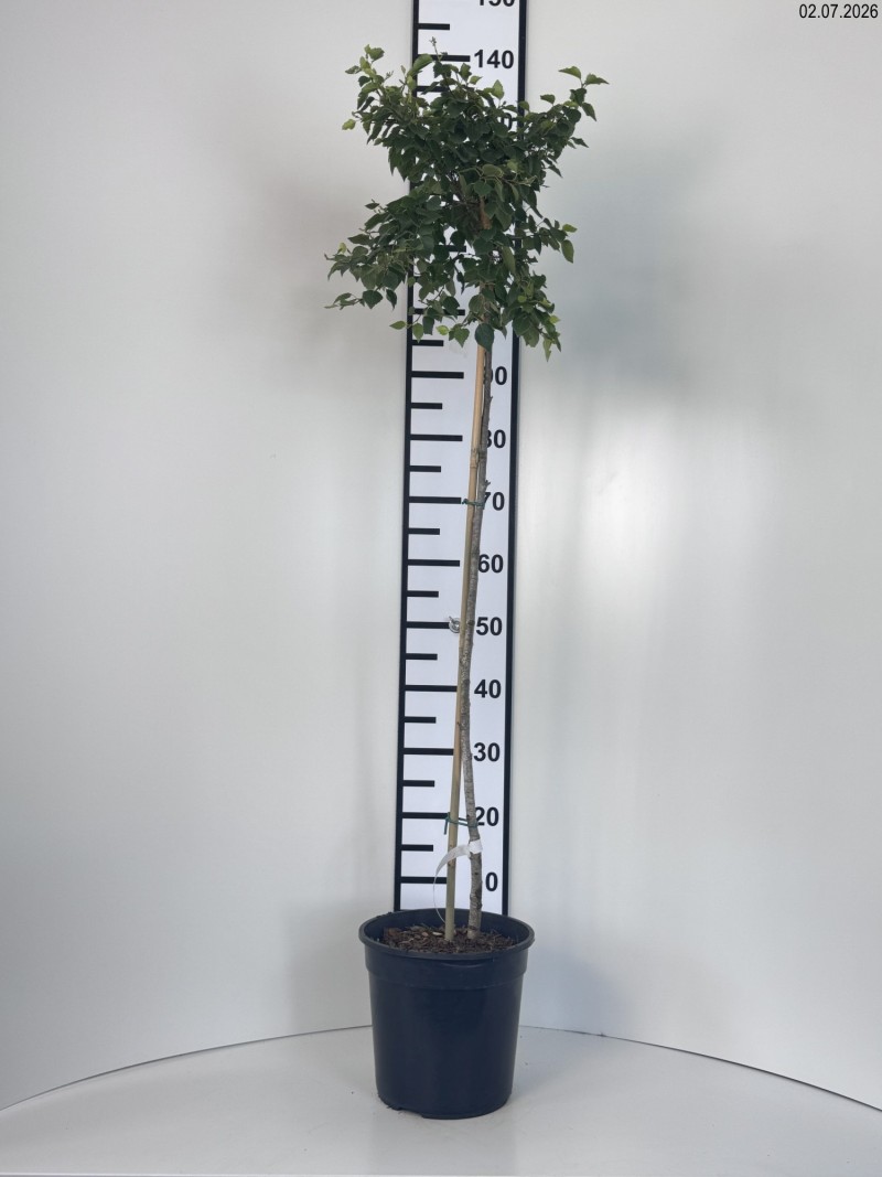 Betula pendula MAGICAL GLOBE 'Globe' PBR