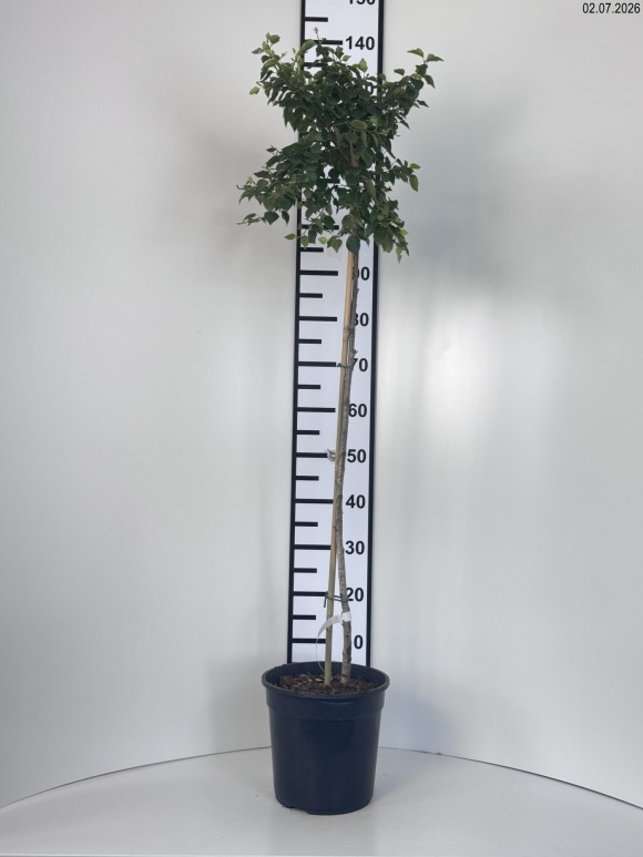 Betula pendula MAGICAL GLOBE 'Globe' PBR