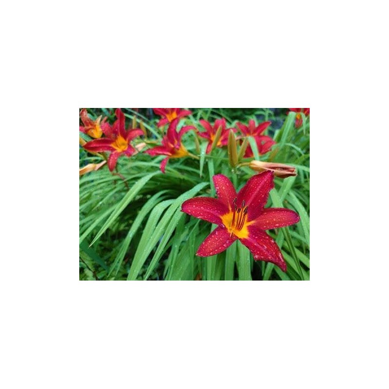 Hemerocallis 'Sammy Russel'
