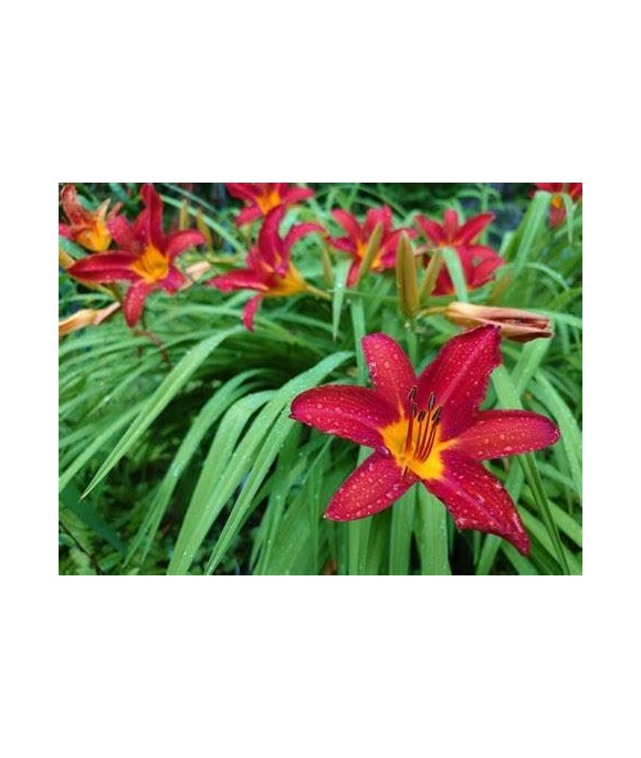 Hemerocallis 'Sammy Russel'