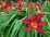 Hemerocallis 'Sammy Russel'