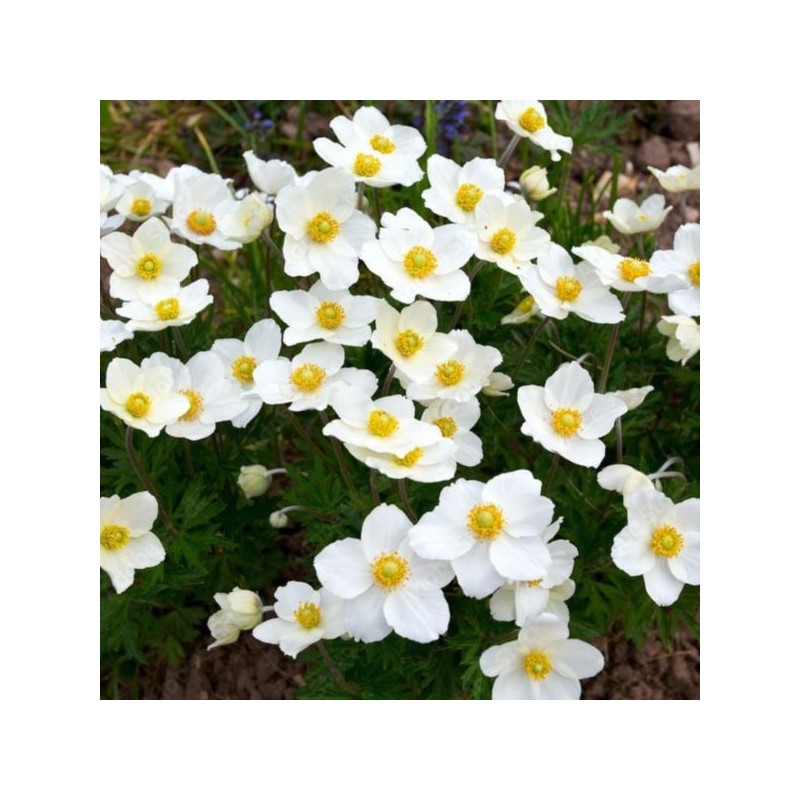 Anemone ×hybrida 'Honorine Jobert'