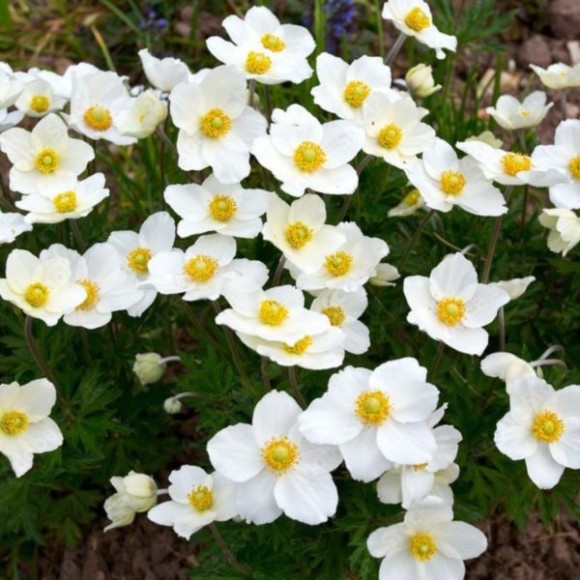 Anemone ×hybrida 'Honorine Jobert'