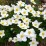 Anemone ×hybrida 'Honorine Jobert'