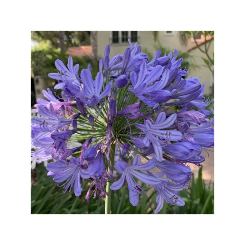 Agapanthus FIREWORKS 'MDB001'
