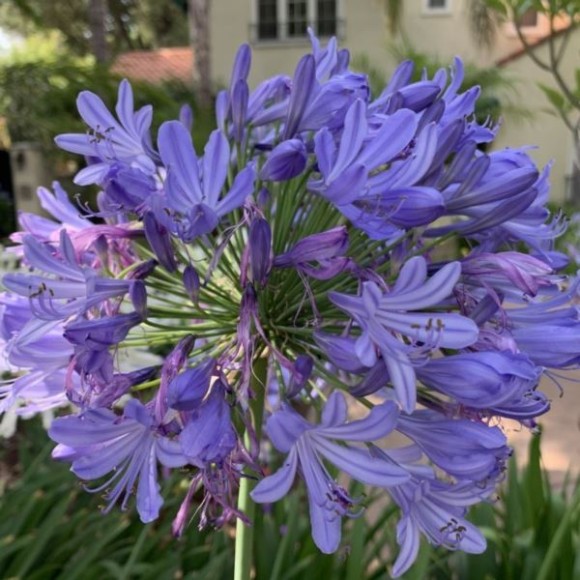 Agapanthus FIREWORKS 'MDB001'