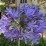 Agapanthus FIREWORKS 'MDB001'
