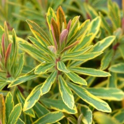 Euphorbia 'Ascot Rainbow' PBR