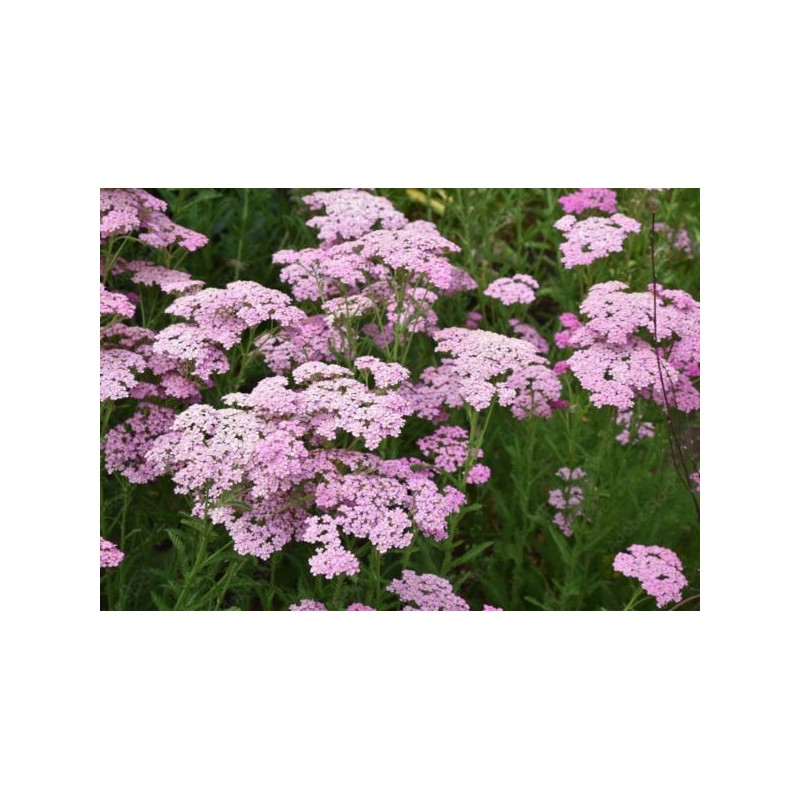 Achillea millefolium 'Apfelblüte' (Appleblossom)