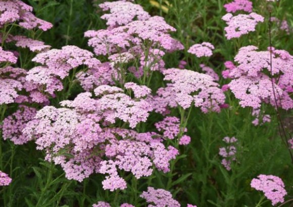 Achillea millefolium 'Apfelblüte' (Appleblossom)