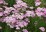 Achillea millefolium 'Apfelblüte' (Appleblossom)