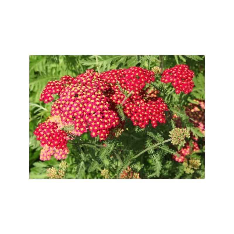Achillea millefolium 'Paprika'