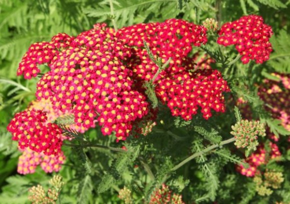 Achillea millefolium 'Paprika'