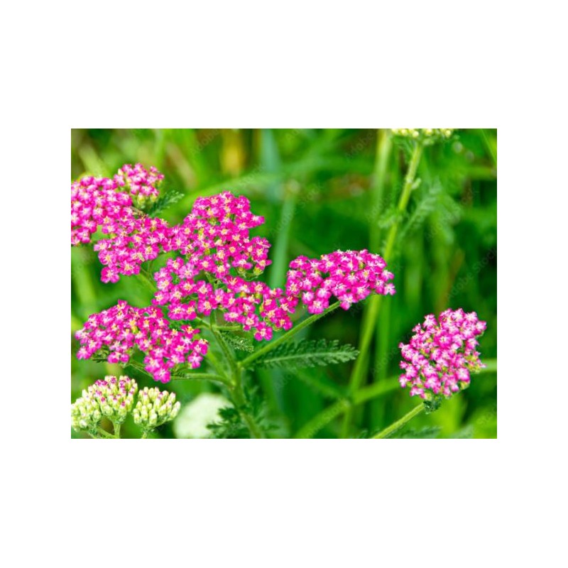 Achillea millefolium 'Cerise Queen'