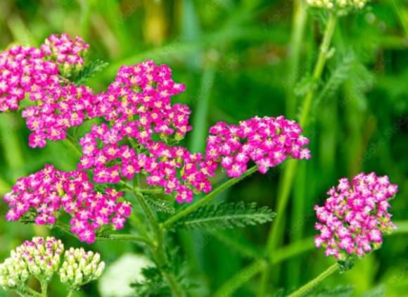 Achillea millefolium 'Cerise Queen'