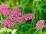 Achillea millefolium 'Cerise Queen'