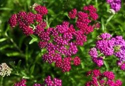Achillea millefolium 'Cerise Queen'