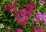 Achillea millefolium 'Cerise Queen'