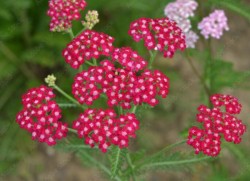 Achillea millefolium 'Cerise Queen'