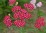 Achillea millefolium 'Cerise Queen'