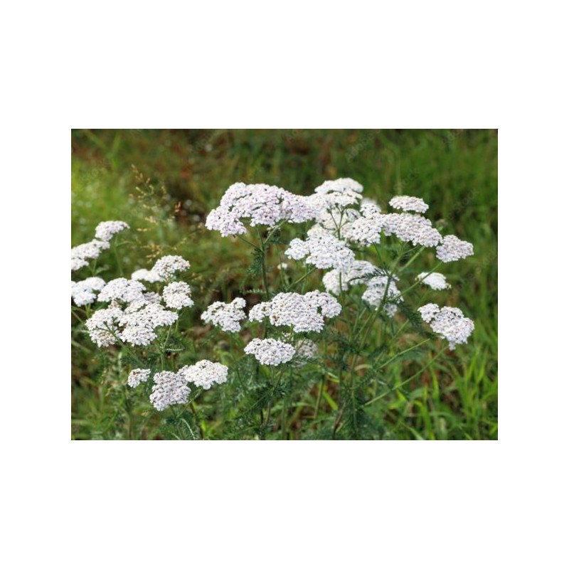Achillea millefolium 'Schneetaler'