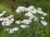 Achillea millefolium 'Schneetaler'
