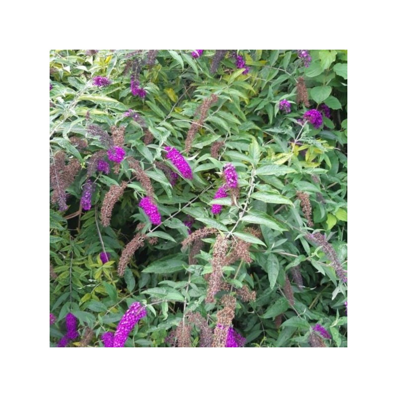 Buddleja davidii 'Royal Red'