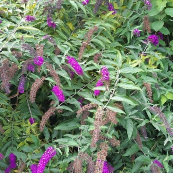 Buddleja davidii 'Royal Red'