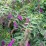 Buddleja davidii 'Royal Red'