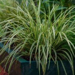 Carex morrowii 'Ice Dance'
