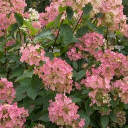 Hydrangea p. VANILLE-FRAISE...