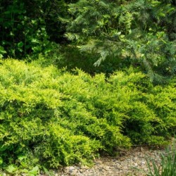 Juniperus ×pfitzeriana...