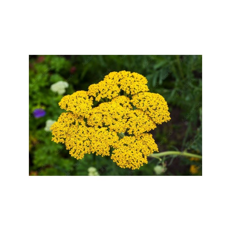 Achillea millefolium 'Skysail Yellow'