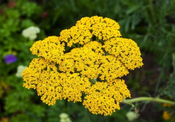 Achillea millefolium 'Skysail Yellow'