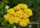 Achillea millefolium 'Skysail Yellow'