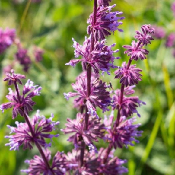 Agastache 'Black Adder'