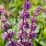 Agastache 'Black Adder'