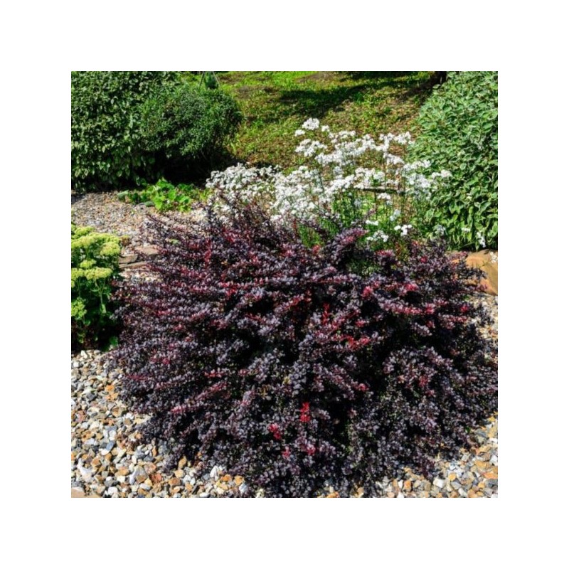Berberis thunbergii 'Atropurpurea'