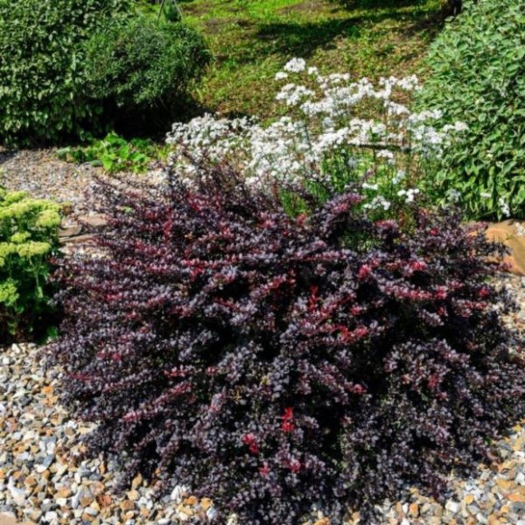 Berberis thunbergii 'Atropurpurea'