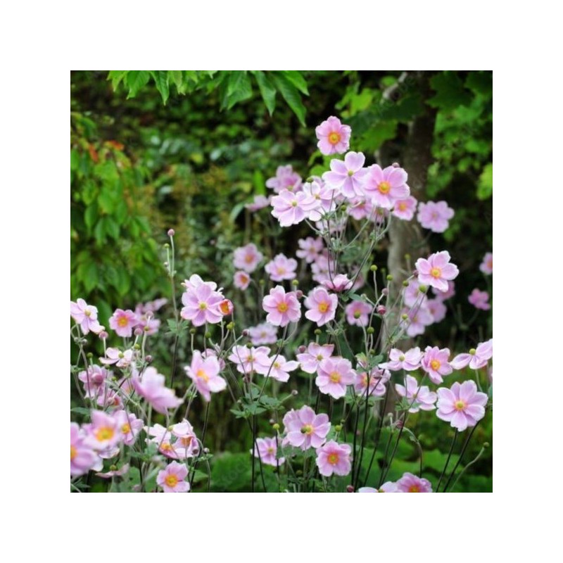 Anemone tomentosa 'Robustissima'