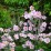 Anemone tomentosa 'Robustissima'