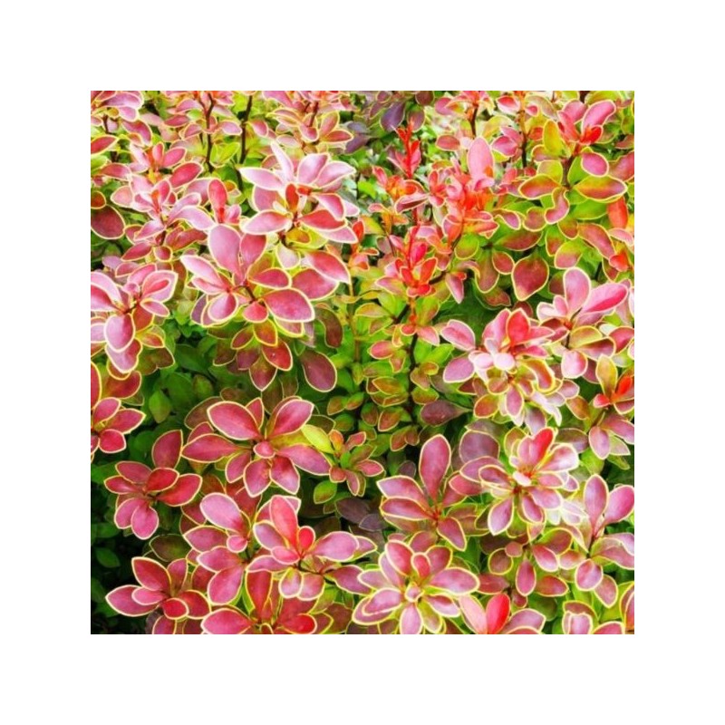 Berberis thunbergii 'Admiration' PBR