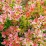 Berberis thunbergii 'Admiration' PBR