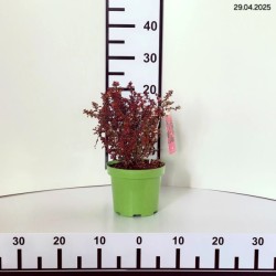 Berberis thunbergii 'Admiration' PBR