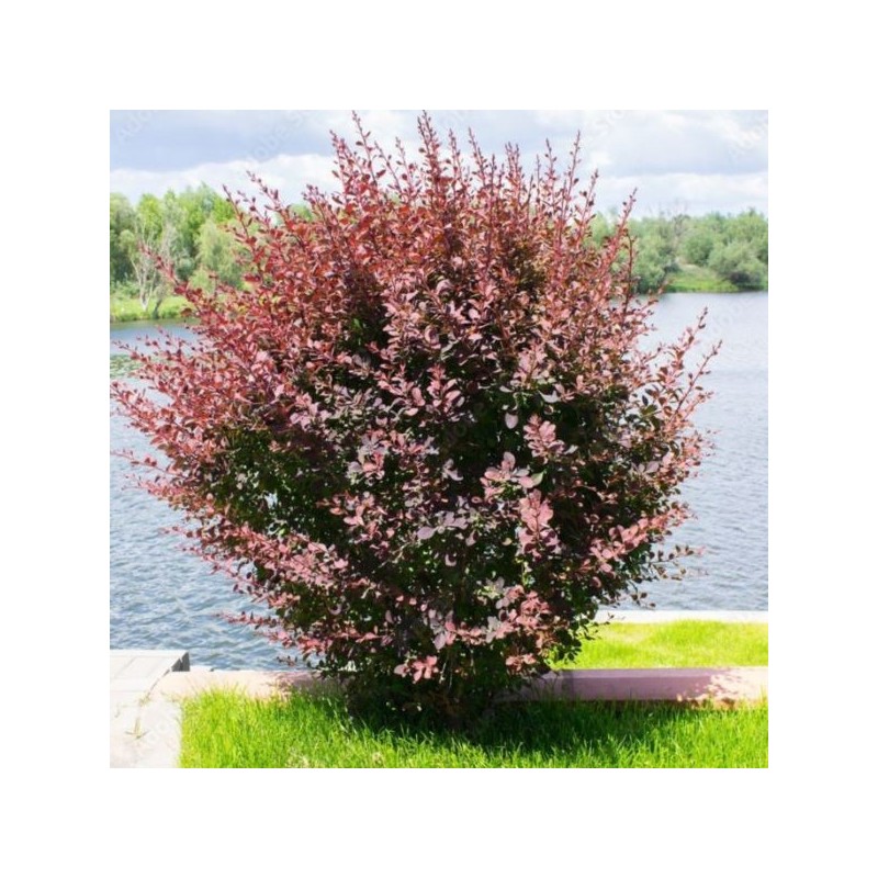 Berberis thunbergii 'Concorde'